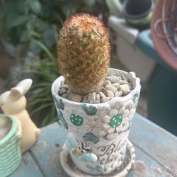 Little Cactus 