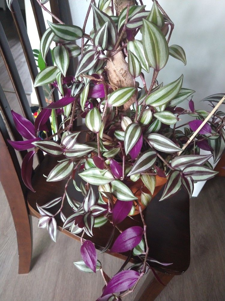 House Plant 