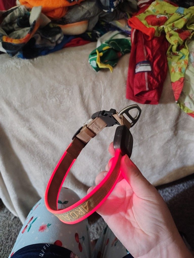 Arcadia Light Up Collar 