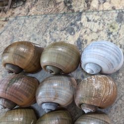 6 Extra Large Apple Snail Shells 