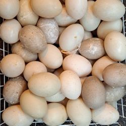Fresh Duck Eggs ⭐️ Sale Price⭐️