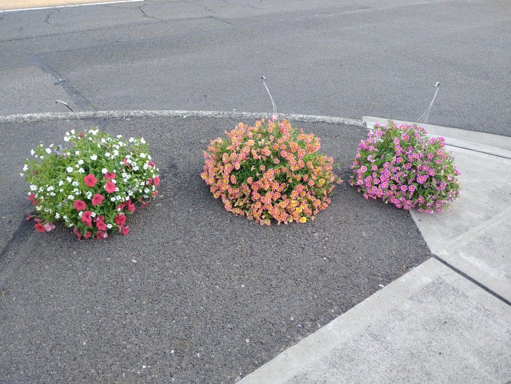 Flowers Baskets And Pots $15 Each