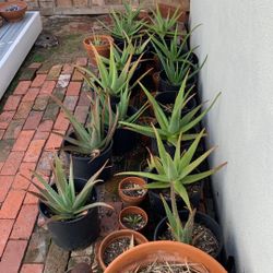 Aloe Vera plants - buy one, get one