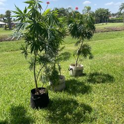 Coral Trees, 5 Foot Tall