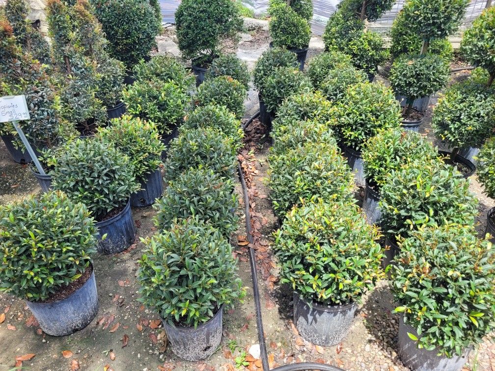 TOPIARIES SMALL