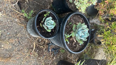 Artichoke Agave