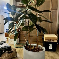 Large rubber plant
