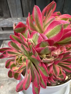 Rare Imported Pink Witch With A Lot strearns Easy Care 