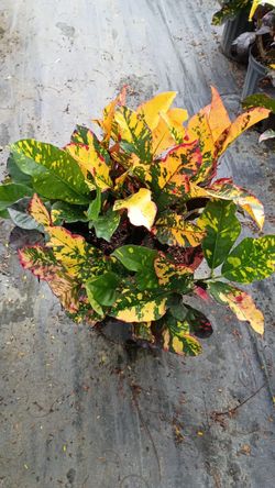 Croton Magnificent - 3 Gallons