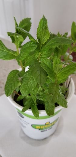 Mint plant