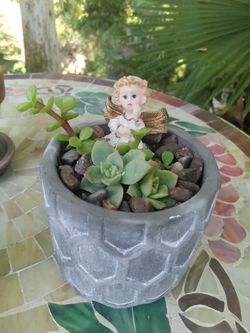 Suculents Mini Pots Today