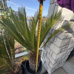$350 4 Sago Palm Tree. 