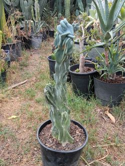 Monstroses cactus plant