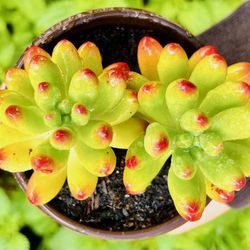 |Sedum rubrotinctum |'Jelly Bean'|3" Pot|Easy Care| Drought Tolerant|