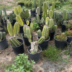 Cactus