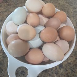 Fresh eggs