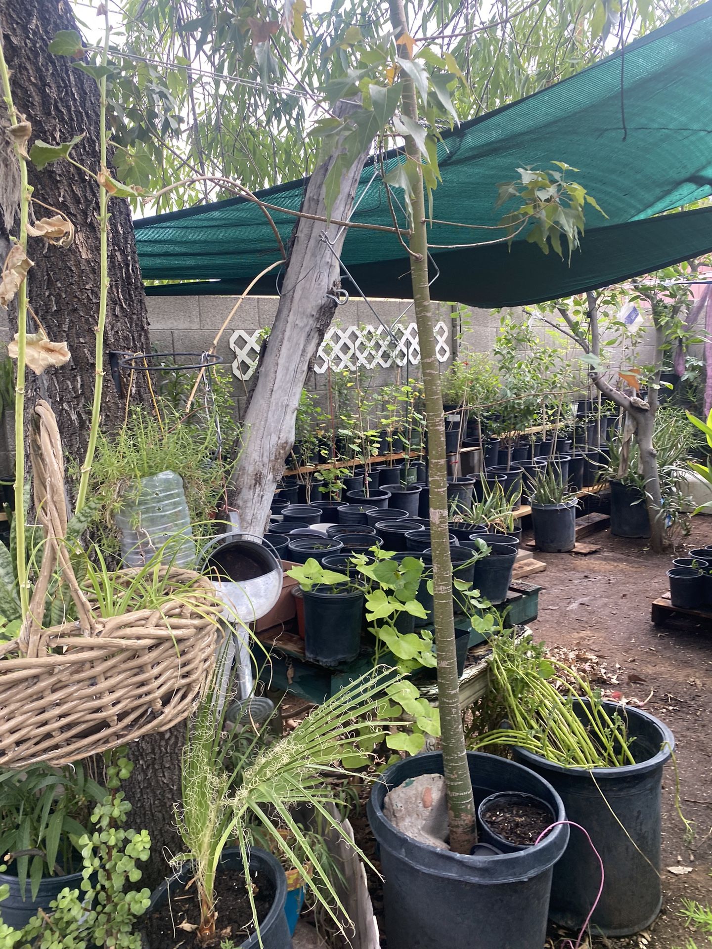 Arbol De Sombra Norplant Black Como 12 Pies Largo