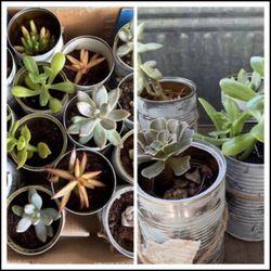 Succulents $1 Each 
