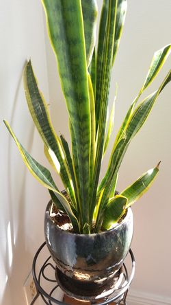Sansevieria Laurentii Snake Plant This flower mascot home