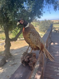 Taxidermy pheasant