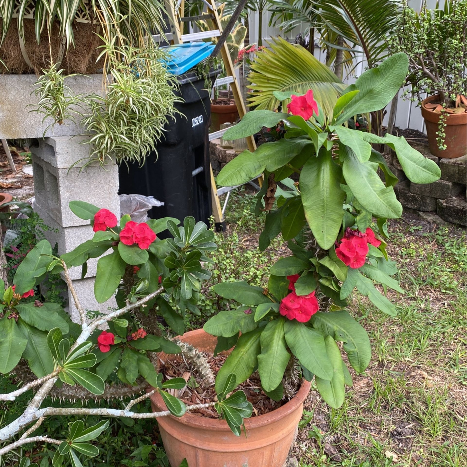 Red crown of thorns