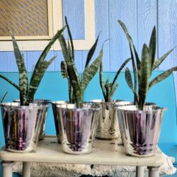 Snake Plants $6 Each Plant 