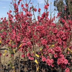 Red Baron Peach Tree