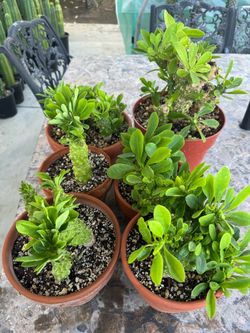 Monadenlum plants