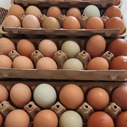 Fresh dozen 🐔🥚