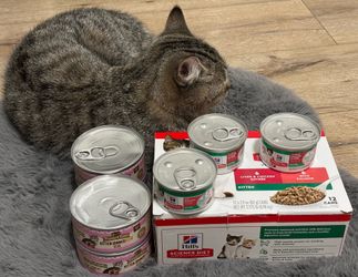 Kitten Cat Food Bundle (Cat not included)