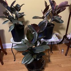 🪸Rubber (Ruby) Tree Plants🪸