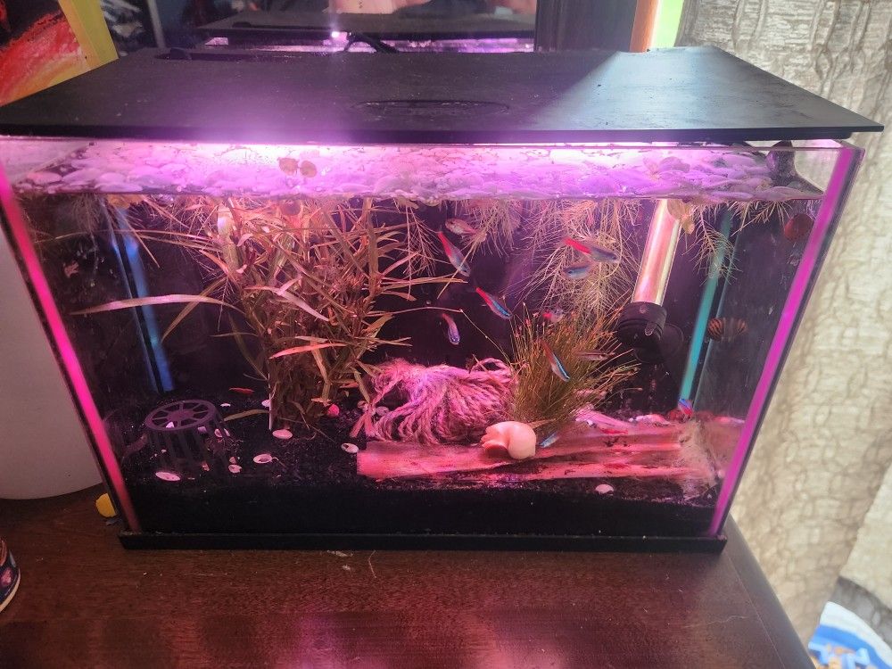 Small Fish Tank