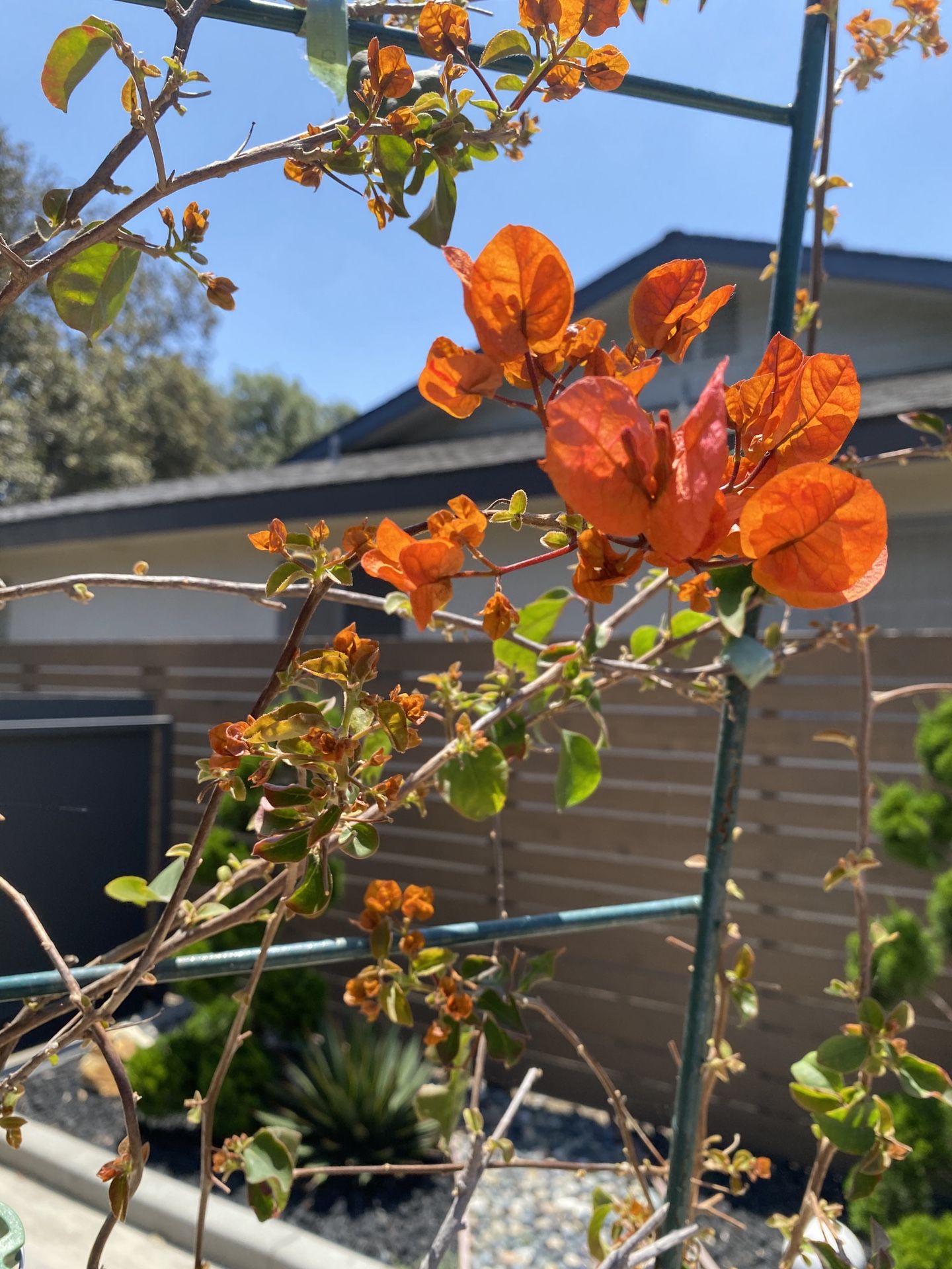 Bougainvillea “Orange king” Espalier