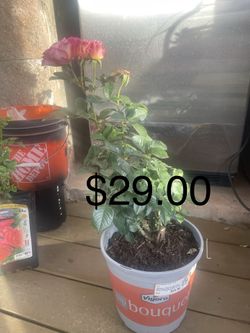 Rose bouquet/apple Tree/vegetables