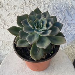 6 Inch Pot Succulent Plant - Echeveria Affinis - Black Prince - Rooted & Established - Drought Resistant - 🪴 