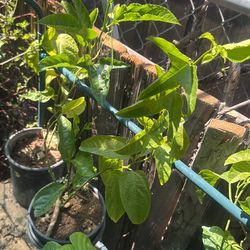 Planta De Maracuyá 