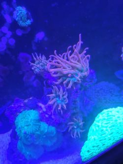 Bubble tip anemone BTA