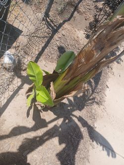 Bannana plants little ones only