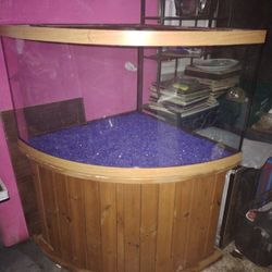 Fish Aquarium 