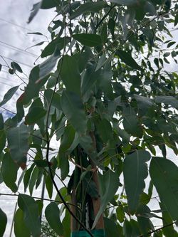 ÁRBOL DE EUCALYPTUS