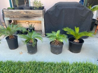 Sago Palms