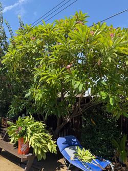 Plants fresh cut
