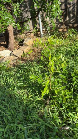 Jujube plant