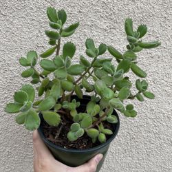 Beautiful Panda Paw Succulents Plant 6’pot