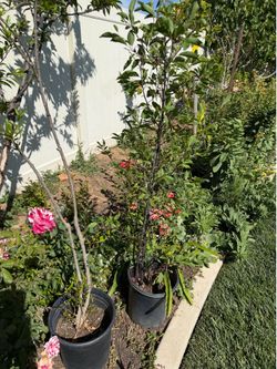 Fruit trees for sale