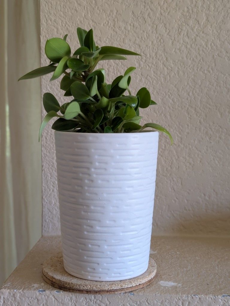 Healthy Beautiful Indoor Plant ( Peperomia)