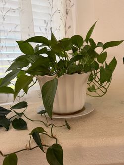 Pothos Plant in White Ceramic Pot