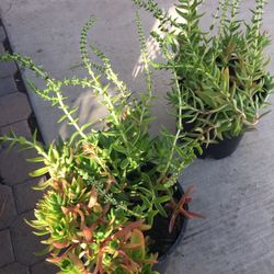 Beautiful Blooming Succulent With White Flowers 