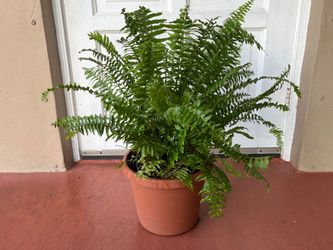 Fern