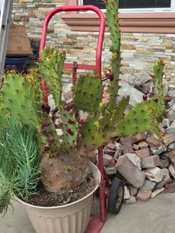 Large Size Cactus Plant